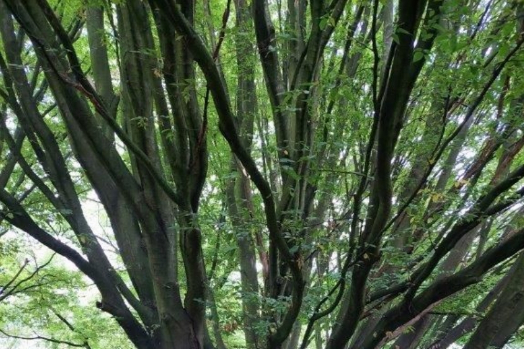 Workshop Communiceren met bomen in het Arboretum-Heempark